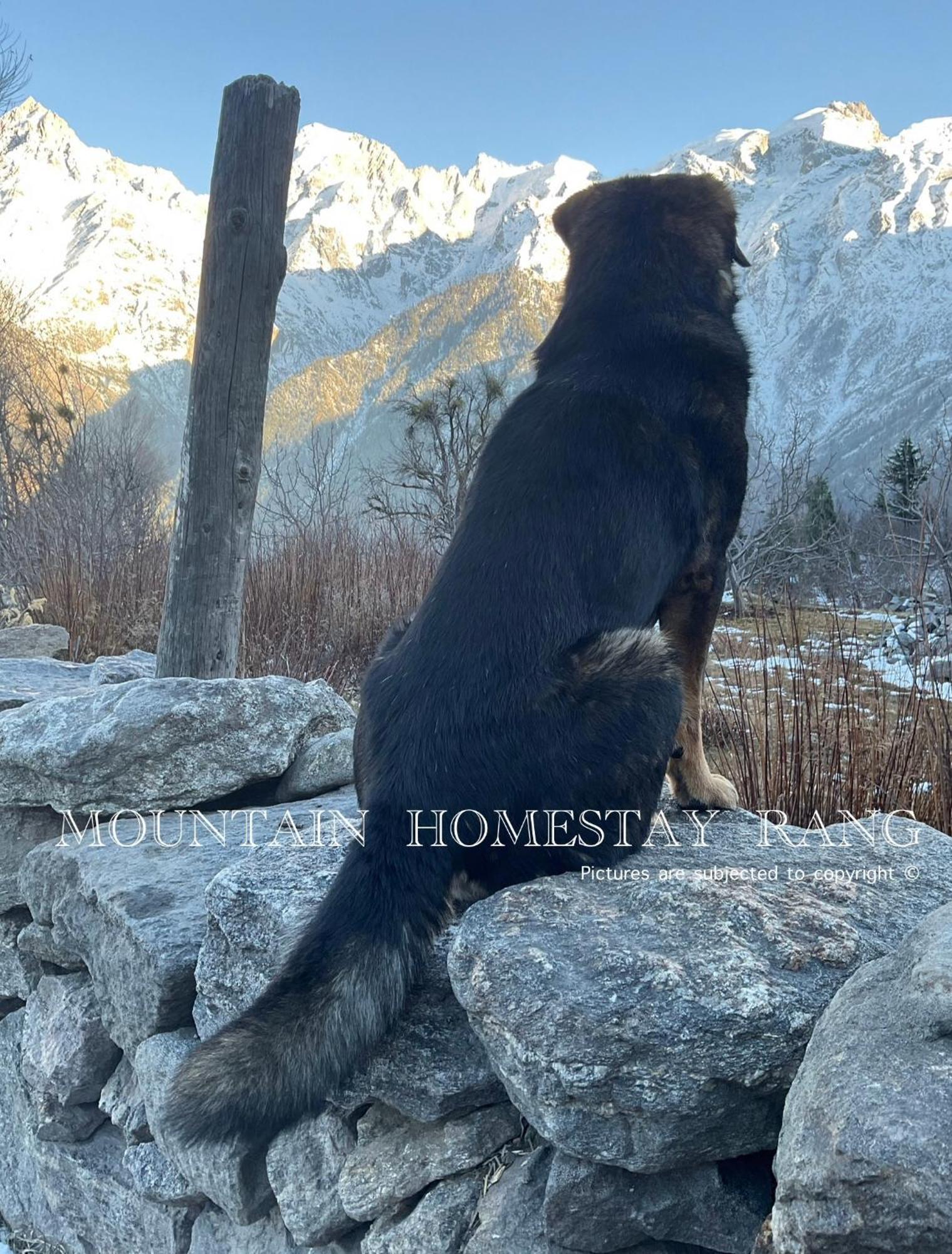 Mountain Home Stay -Rang, At Reckong Peo - Kalpa, Near Goyal Motors, Way To Petrol Pump At Itbp Quarters Zewnętrze zdjęcie